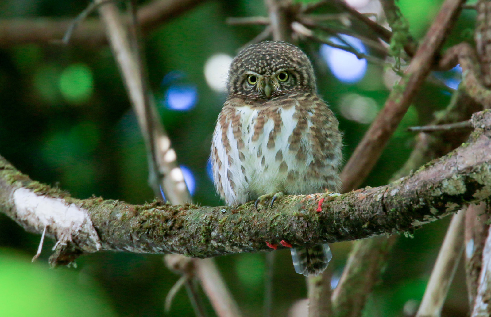 image Collared Owlet